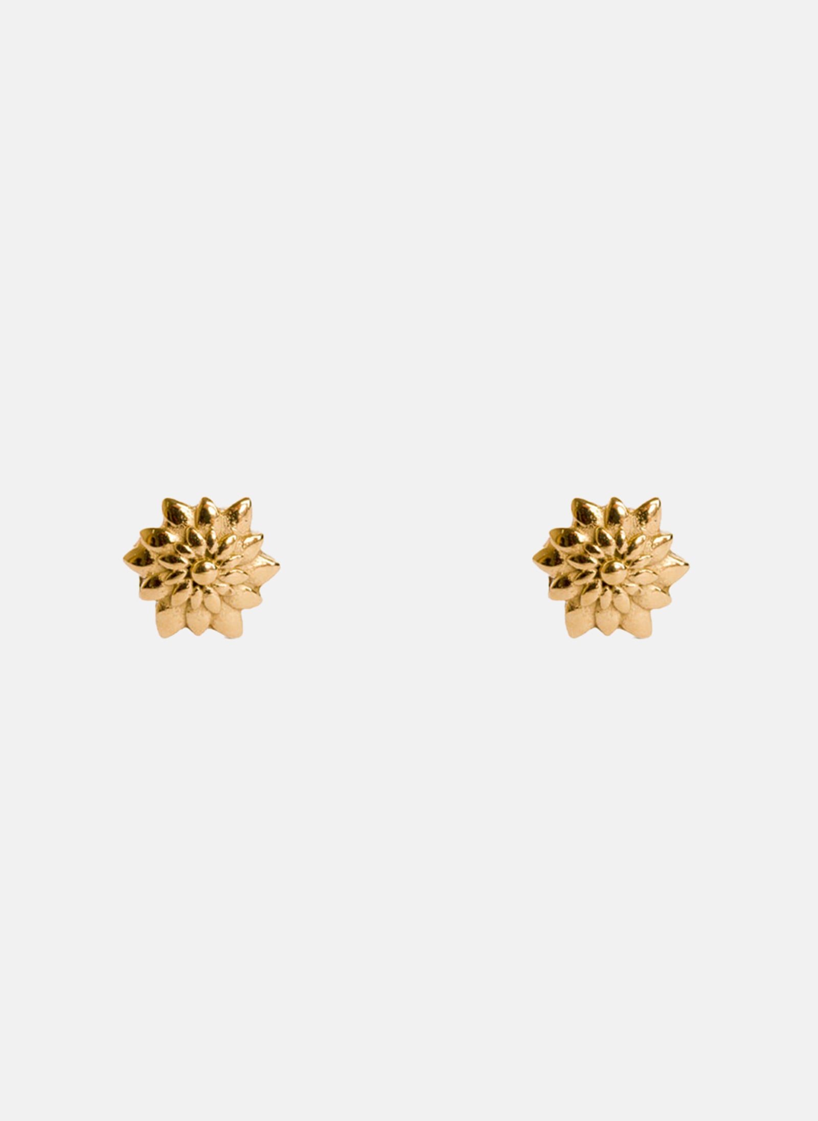 Puces d'oreilles Azuré